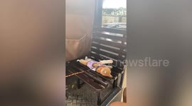 Sleepy pet kitten takes a nap on commute home