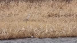 Sound Up! Sandhill Cranes Announce Spring With Echoing Calls Across Wetlands