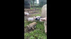 Piglets fight in Los Esteros