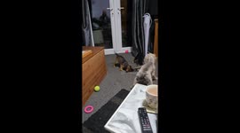 11 week old working terrier puppies start of their training on vermin control