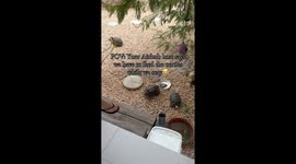 Unexpected stay turns into turtle-filled paradise in Curaçao