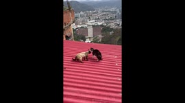 Cats fight fiercely on Caracas roof despite efforts to separate them