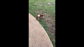 Dog rests chin on rock in Texas