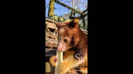 Yummy! Tree Kangaroo Enjoys Crunchy Snack Ahead of Zoo Celebration