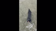 temp
