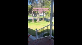 Connecticut family stunned as wild visitor wanders just yards from home