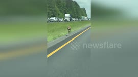 US: Loose Kangaroo Causes Crash and Traffic Chaos on Alabama Highway