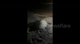 It happened one day I was able to capture this. Turtle laying eggs.. DYK turtles lays upto 100 eggs.