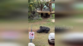 Gorilla performance for crowd included throwing huge rock injuring a visitor