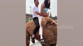 Shocking moment tourists injured after camel bolts