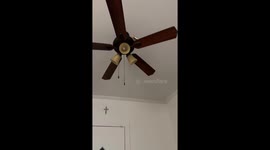 Cockatiel Taps Ceiling Fan