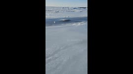 Bowhead whale’s breath echoes under Arctic ice in stunning TikTok clip