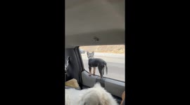 Curious Puppy Falls Out Of Parked Car Window
