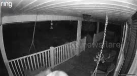 Dog Goes For A Midnight Swing On Porch