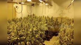 Spain: Marijuana Plantation Dismantled In Castuera With Three People Arrested