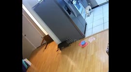 Sneak Attack in the Kitchen