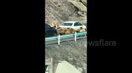 Sheep flock continuously circle around car in bizarre scene captured in China