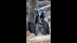 Just Like Us. Bonobo Mom and Child Play Airplane Game at Cincinnati Zoo
