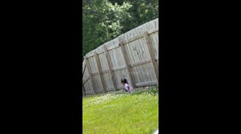 Child's flowers bitten by dog in Baton Rouge video