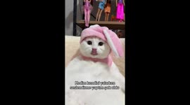 I Added a Voiceover While My Cat Was Grooming – His Reaction Was Priceless!