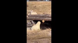 Calgary Zoo’s Polar Bear Siku Shows Off Puzzle Feeder Skills
