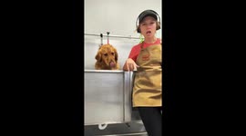 Golden Retriever Bites At Groomer's Dryer
