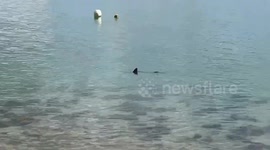 Man stunned after spotting massive shark meters from UK coast