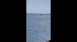 Whale Swims Close to Shore in Maui