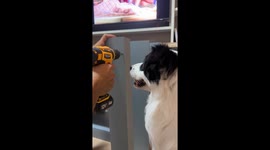 Dog Unsure About Furniture Assembly