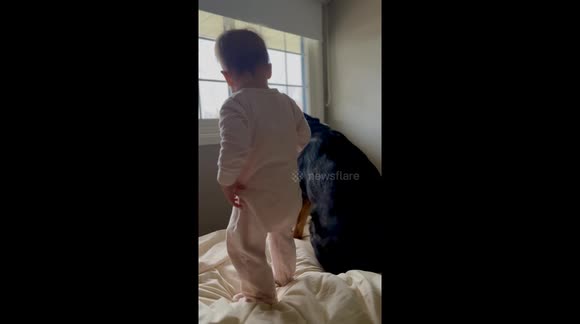 Baby Copies Rottweiler's Shake