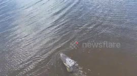 Hungry alligator snatches fish right off fisherman's line in Florida