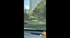 Canadian local startled as they spot coyote roaming around car park in broad daylight