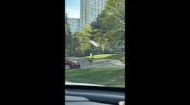 Coyote Spotted in Mississauga Residential Parking Lot