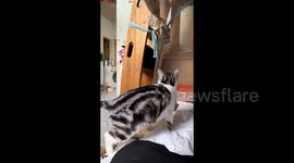 Mother cat accidentally drops kitten into trash can