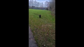 Dog Can't Fit Treasured Branch Through Trail Opening