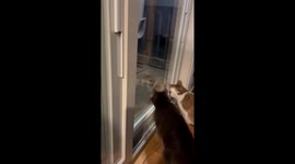 Cats Observe Curious Baby Fox