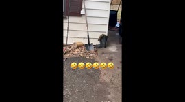 Squirrel Rushes To Hide Nuts In Boot