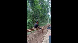 Rollercoaster in the Forest