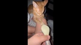 Cat Helping Woman Pump at 3am