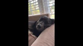 This dog is trying to stay awake and not go to sleepy town