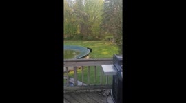 Massive male bear caught on camera in backyard visit