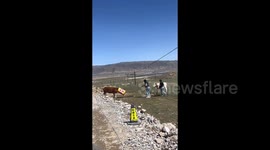 Passersby rush to rescue calf with crash barrel stuck on its head