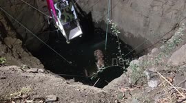 India: Trapped for hours in 10-foot well, tigress rescued following marathon operation