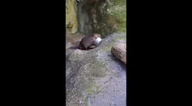 Beaver Rearranges Bowl, Enjoys Snacks at Northwest Trek Wildlife Park