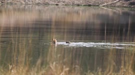 British guide captures 'world first' - two-month-old tiger cubs swimming