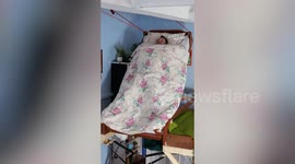 Inventor re-creates iconic Wallace and Gromit morning routine in real life