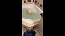 Ducks Splash Around During First Tub Swim