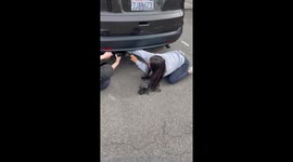 Kittens Removed From Hideaway In Car Bumper