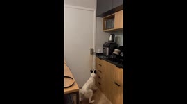 Clever Dog Jumps On Counter To Open Door