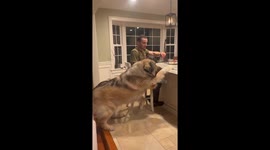 Giant Guard Dog Stands Tall For Snack Break